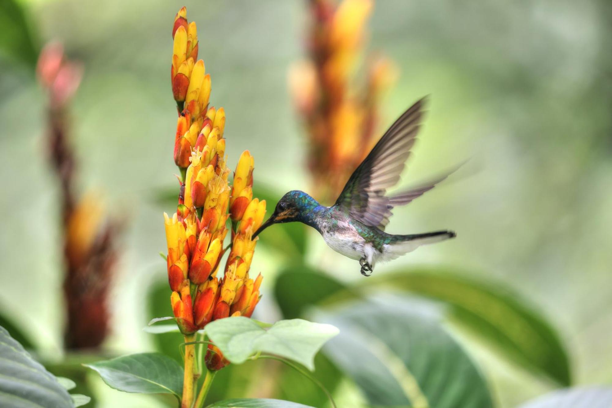 Hadco Experiences At Asa Wright Nature Centre Blanchisseuse Экстерьер фото